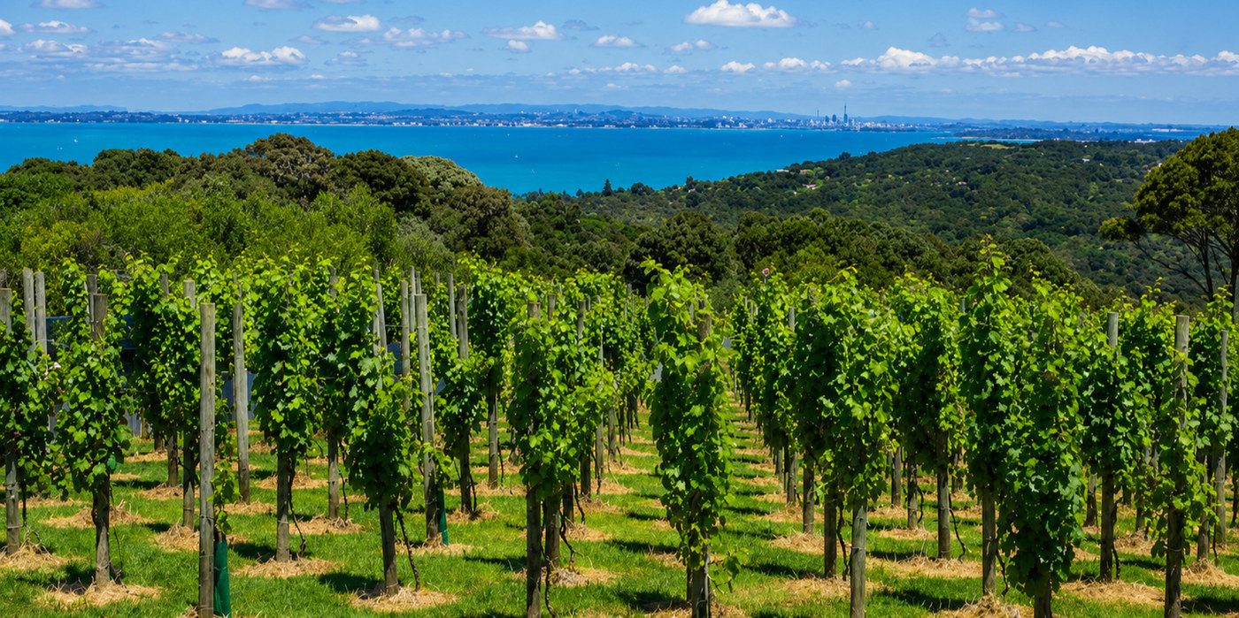Vineyard rows overlooking the Hauraki Gulf on Waiheke Island